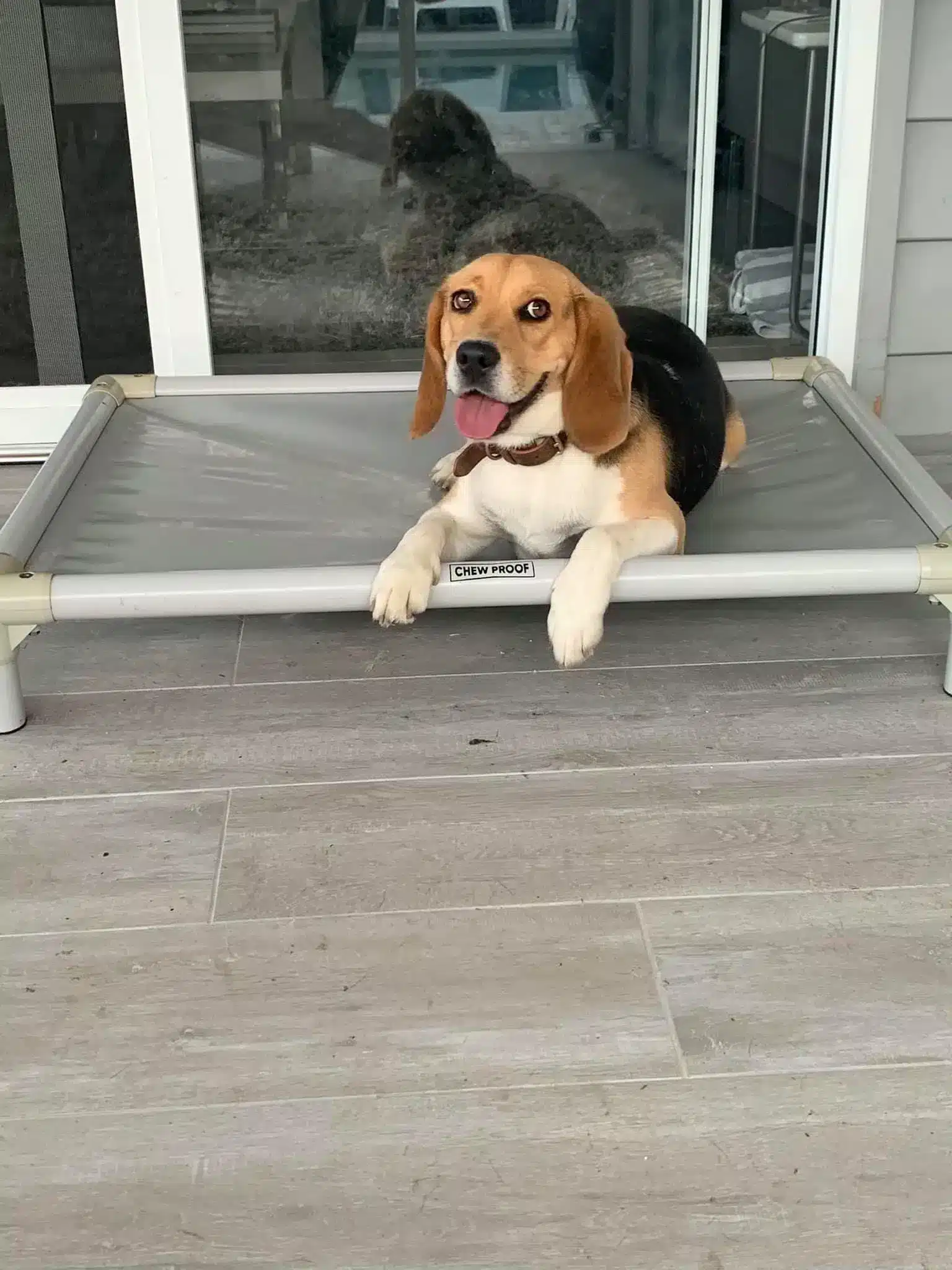 Jasper in a dog bed