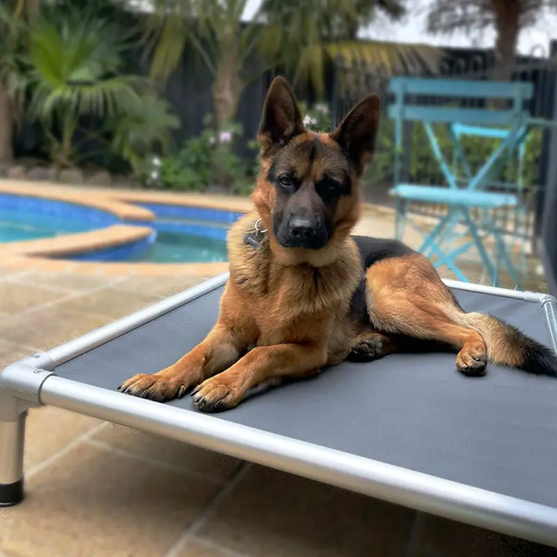 Storm_dog_chewproof
